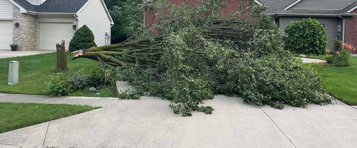 A large tree felled in one piece across a front lawn and driveway, its fresh-cut stump standing at the left, with brick and sided houses behind it.