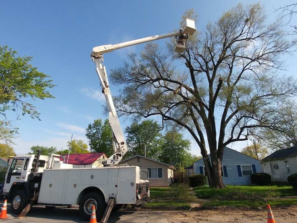 A white bucket truck with its boom extended into the bare crown of a large tree beside a house, orange cones set out on the street below.