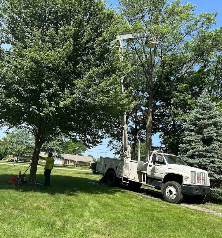 A white bucket truck parked on a lawn with its boom raised into a green tree, and a worker in a yellow shirt standing at the base of the trunk.